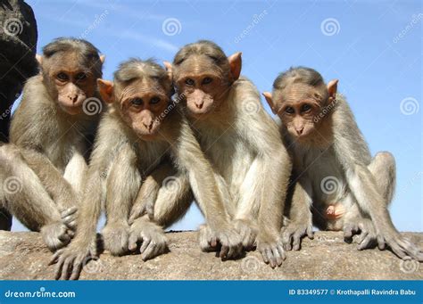 4 monkeys - Four wise monkeys Buddhist principle. Many of us are familiar with Three wise monkeys representing Buddhist religion …